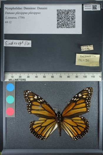 Media type: image;   Entomology 165373
